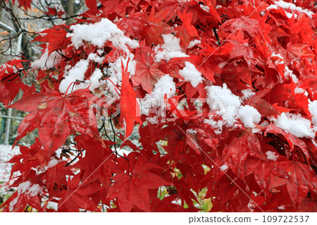 Autumn leaves covered with snow, image Autumn leaves covered with snow, image 109722537