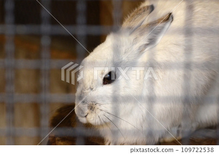 Rabbit Rabbit 109722538