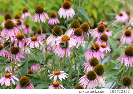 The flowers of the purple daisy are blooming. Also known as: Echinacea or Echinacea (scientific name: Echinacea purpu) The flowers of the purple daisy are blooming. Also known as: Echinacea or Echinacea (scientific name: Echinacea purpu) 109722832