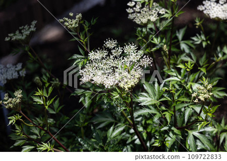 Angelica acutiloba Scientific name: Angelica acutiloba Herbal medicine name: Angelica acutiloba Angelica acutiloba Scientific name: Angelica acutiloba Herbal medicine name: Angelica acutiloba 109722833