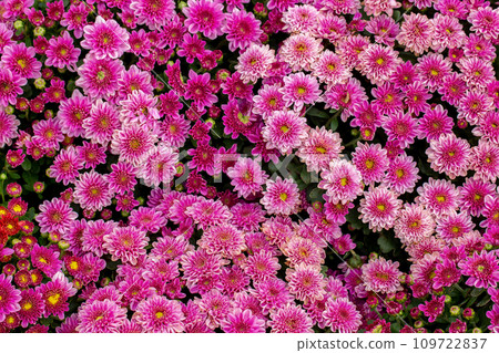 Agricultural Field, Arrangement, Aster, Backgrounds, Beauty 109722837