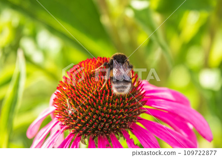 A closeup shot of a bee collecting pollen on a purple echinacea flower 109722877