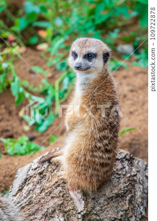 Meerkat, Suricata suricatta, on hind legs. Portrait of meerkat standing on hind legs with alert expression. Portrait of a funny meerkat sitting on its hind legs. 109722878