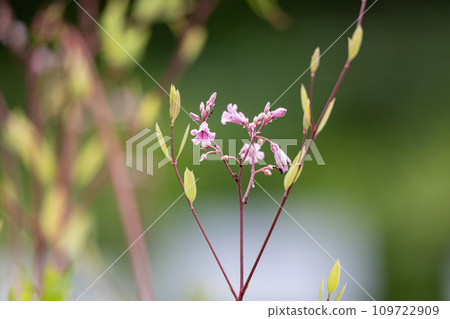 Lafuma（學名：Apocynum venetum）花開花：葉子用於泡茶 109722909