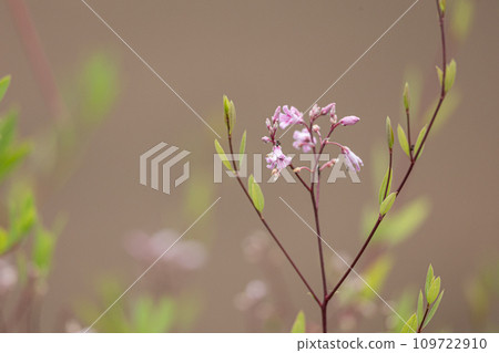 Lafuma(學名:Apocynum venetum)花開花:葉子用於泡茶 Lafuma(學名:Apocynum venetum)花開花:葉子用於泡茶 109722910