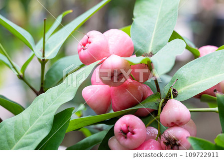Lenbu(日本梅果)(學名:Syzygium samarangense) Lenbu(日本梅果)(學名:Syzygium samarangense) 109722911