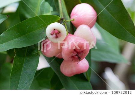 Lenbu (Japanese plum fruit) (scientific name: Syzygium samarangense) Lenbu (Japanese plum fruit) (scientific name: Syzygium samarangense) 109722912