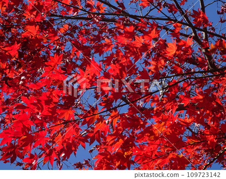 鮮紅的樹葉和藍天 鮮紅的樹葉和藍天 109723142