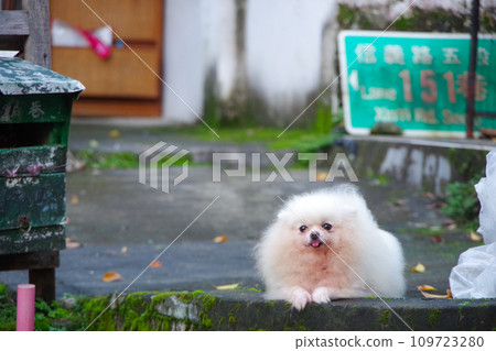 puppy lost in trash puppy lost in trash 109723280