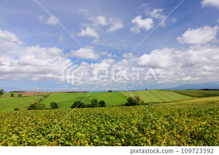 Biei-cho, Kamikawa-gun, Hokkaido - Scenery of fields, grasslands, and blue skies and clouds spread across the hilly area near Akamugi no Oka. 109723392
