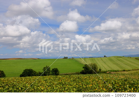 北海道上川郡美瑛町 - 赤麥之丘附近的丘陵地帶,田野、草原、藍天和雲朵的風景盡收眼底。 北海道上川郡美瑛町 - 赤麥之丘附近的丘陵地帶,田野、草原、藍天和雲朵的風景盡收眼底。 109723400