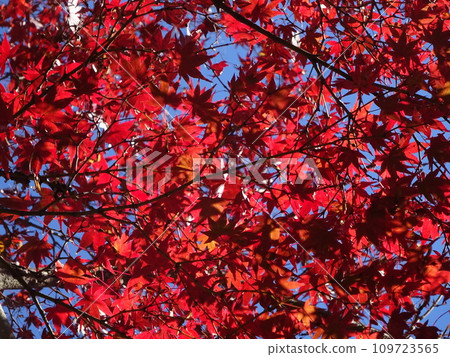 Autumn leaves and sky 109723565