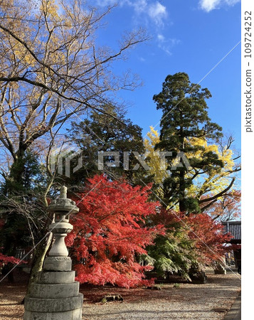 Autumn leaves at Toganji Temple, Hubei, Shiga Prefecture Autumn leaves at Toganji Temple, Hubei, Shiga Prefecture 109724252
