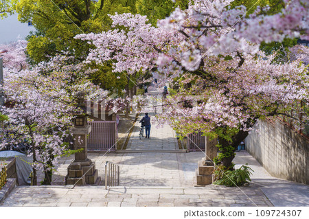 Osaka in spring, Takatsu Shrine (Takatsu Shrine) Omotesando covered in cherry blossoms Osaka in spring, Takatsu Shrine (Takatsu Shrine) Omotesando covered in cherry blossoms 109724307