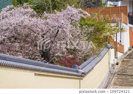 Osaka in spring, cherry blossoms and Genshoji Hill (Tennoji Nanazaka) 109724321