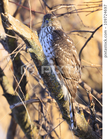 Cooper's hawk perching on a tree branch with golden background, Quebec, Canada 109724697
