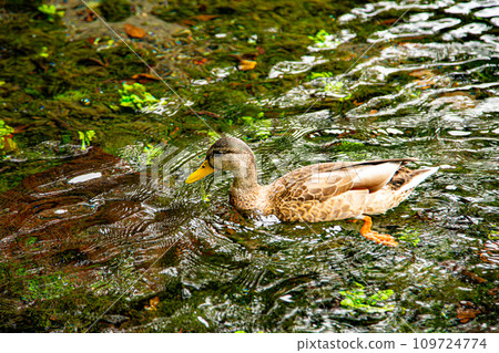Duck swimming in the pond 109724774