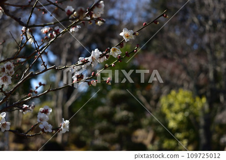 冬花:Toujibai 9 冬花:Toujibai 9 109725012