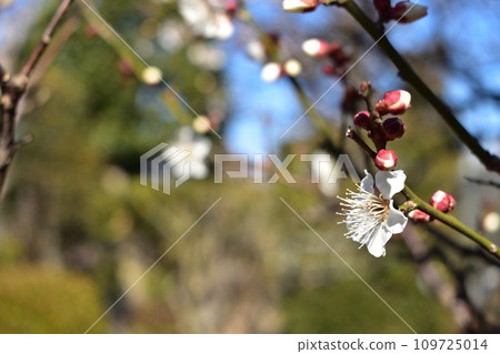 Winter flowers: Toujibai 9 Winter flowers: Toujibai 9 109725014