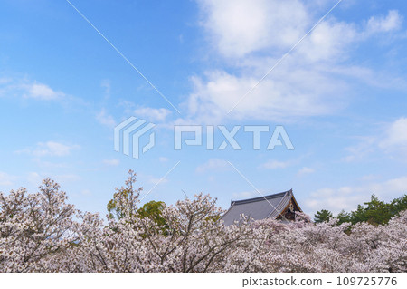 Kyoto in spring, Ninnaji Temple, Omuro cherry blossoms and Kannondo 109725776