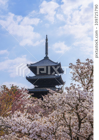 Spring in Kyoto, Ninnaji Temple, Omuro cherry blossoms and five-storied pagoda 109725790