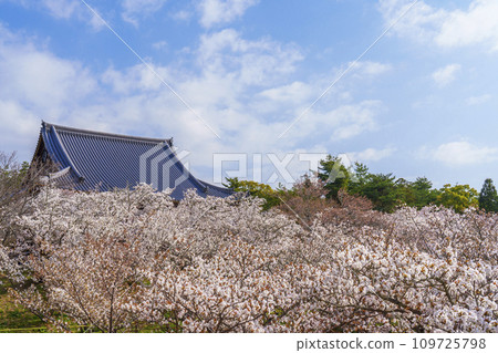 春天的京都、仁和寺、大室櫻花和觀音堂 109725798