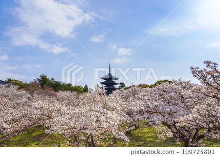 京都的春天,仁和寺,大室櫻花和五層寶塔 京都的春天,仁和寺,大室櫻花和五層寶塔 109725801