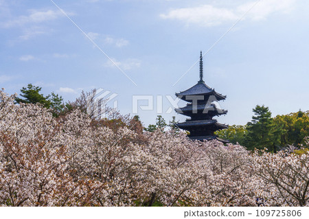 京都的春天,仁和寺,大室櫻花和五層寶塔 京都的春天,仁和寺,大室櫻花和五層寶塔 109725806