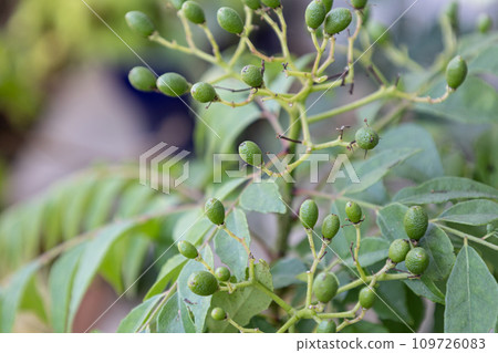 Unripe green fruit of curry leaf (curry berry) Also known as: Karapincha, Nanyouzansho Unripe green fruit of curry leaf (curry berry) Also known as: Karapincha, Nanyouzansho 109726083