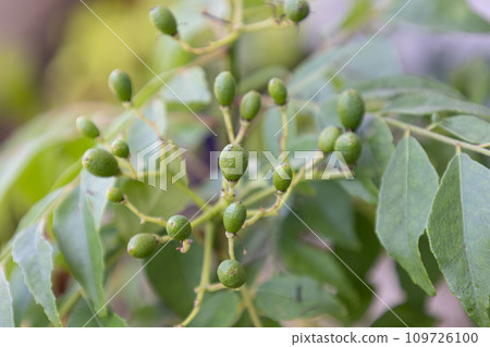 咖哩葉(咖哩漿果)的未成熟果實也稱為:Karapincha、Nanyouzansho 咖哩葉(咖哩漿果)的未成熟果實也稱為:Karapincha、Nanyouzansho 109726100