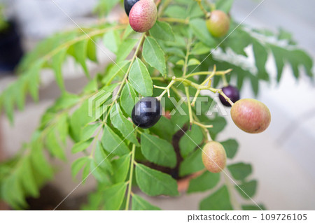 咖哩葉(咖哩漿果)的成熟果實也稱為:Karapincha、Nanyouzansho 咖哩葉(咖哩漿果)的成熟果實也稱為:Karapincha、Nanyouzansho 109726105