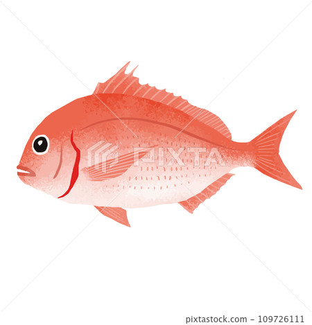 Illustration material of Chidai (Hanadai) 109726111
