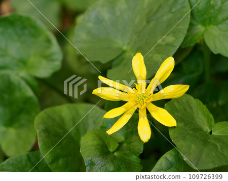 美麗的黃色光澤 109726399