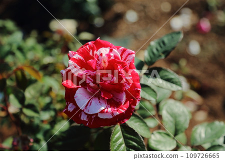 荒尾市少女公民花壇玫瑰花, 荒尾市少女公民花壇玫瑰花, 109726665