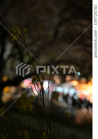 Illuminated cherry blossoms at night Illuminated cherry blossoms at night 109726782