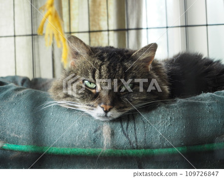 貓從籠子裡往外看 109726847