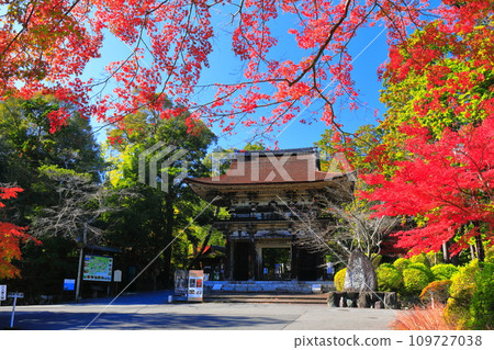 [滋賀縣]晴天時三井寺（圓成寺）的仁王門與秋葉 109727038