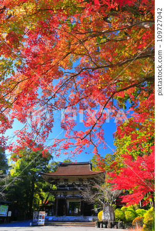 [Shiga Prefecture] Niomon Gate and autumn leaves at Miidera Temple (Onjoji Temple) on a clear day 109727042