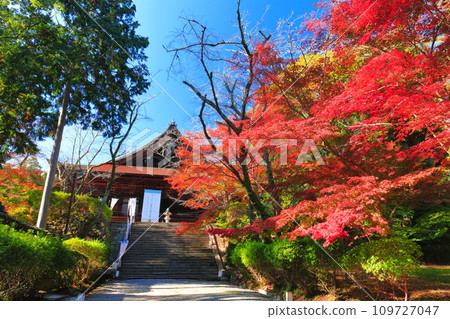 [滋賀縣]晴天時三井寺（圓成寺）的近藤堂和秋葉 109727047