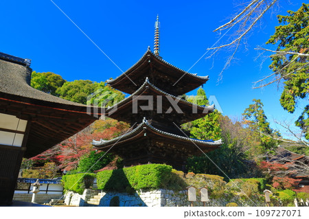 [Shiga Prefecture] Three-storied pagoda of Miidera (Onjoji) on a clear day 109727071
