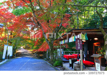 [Shiga Prefecture] Autumn leaves at Miidera Temple (Onjoji Temple) on a clear day 109727073