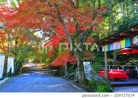 [Shiga Prefecture] Autumn leaves at Miidera Temple (Onjoji Temple) on a clear day 109727074
