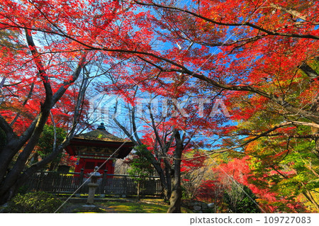 [Shiga Prefecture] Autumn leaves at Bishamon-do Hall at Mii-dera Temple (Onjo-ji Temple) on a clear day 109727083