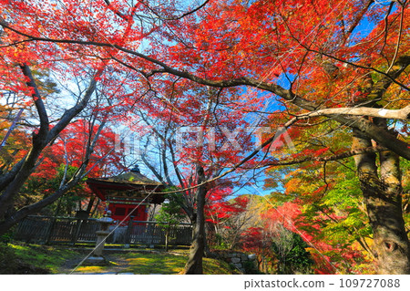 [滋賀縣]晴天時三井寺（溫城寺）毗沙門堂的紅葉 109727088