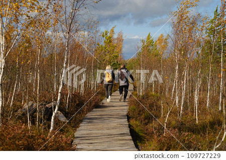 Two tourists walk along a wooden path in a swamp in Yelnya, Belarus 109727229