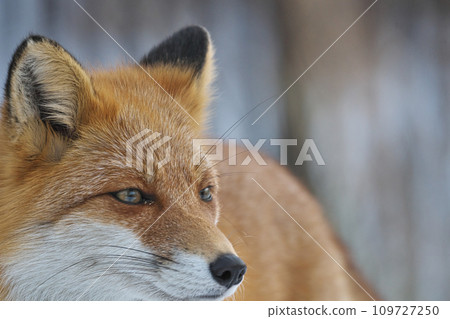 Kita fox of winter hair 109727250