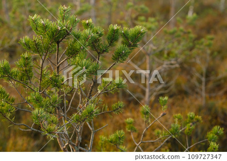 Spruce branches in the swamp in the Yelninsky Nature Reserve, Belarus, Ecosystems environmental problems climate change 109727347
