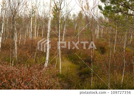 View of an autumn swamp with trees in Yelnya, Belarus. Ecosystems environmental problems climate change View of an autumn swamp with trees in Yelnya, Belarus. Ecosystems environmental problems climate change 109727356