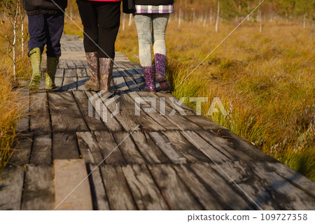 People in boots walk along a wooden path in a swamp in Yelnya, Belarus 109727358