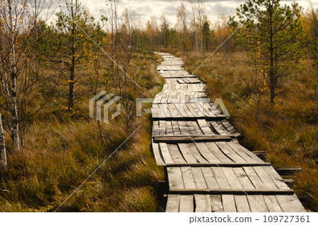 Wooden path on the swamp in Yelnya, Belarus 109727361
